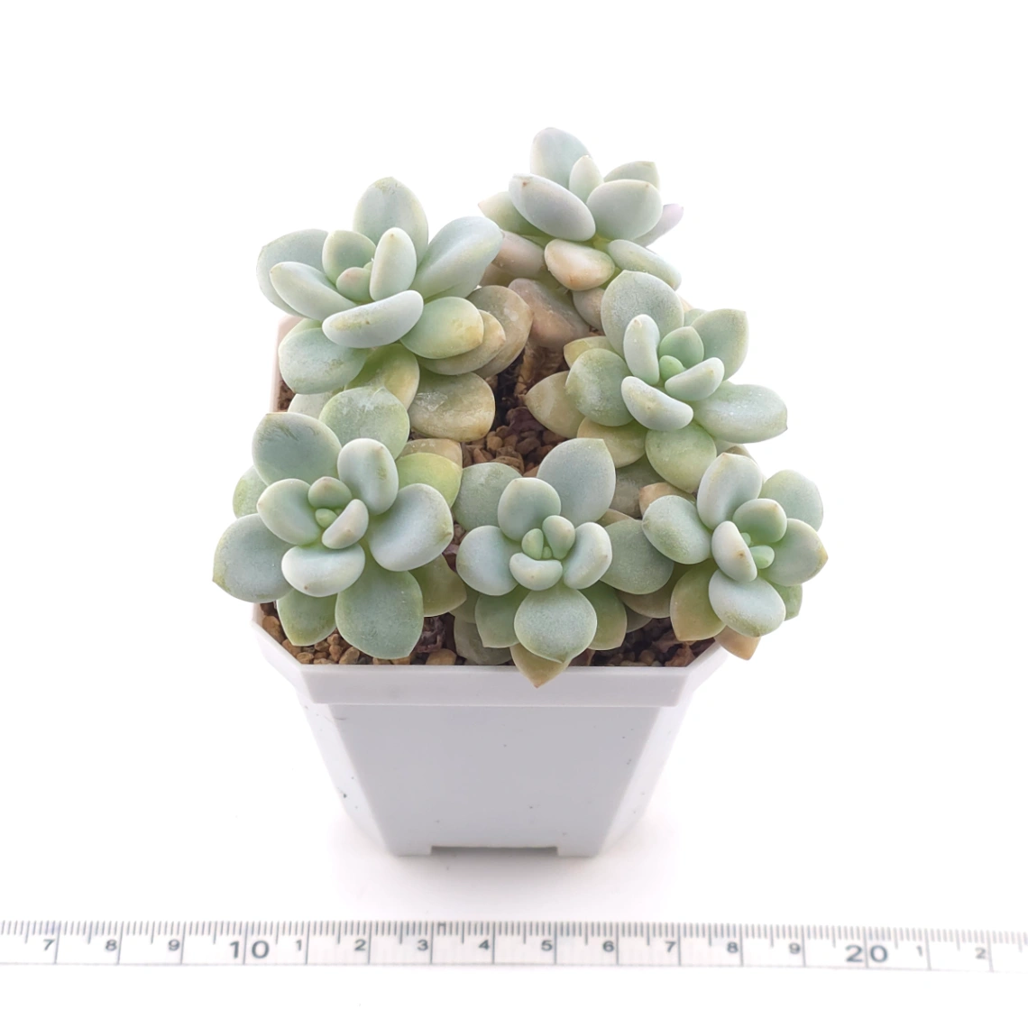 Graptosedum ‘Miul / Luo Goddess’ | 洛神 thumbnail 3