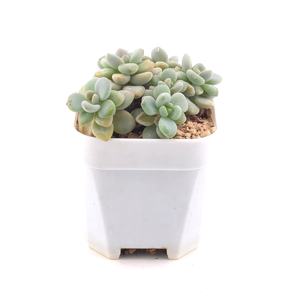 Graptosedum ‘Miul / Luo Goddess’ | 洛神 thumbnail 2