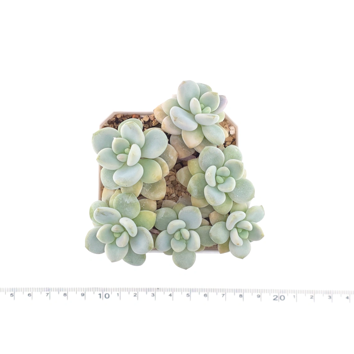 Graptosedum ‘Miul / Luo Goddess’ | 洛神 thumbnail 4