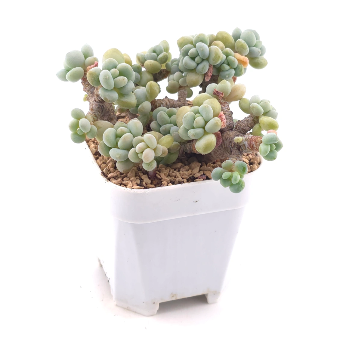 Graptosedum ‘Rococo’ | 洛可可 thumbnail 2