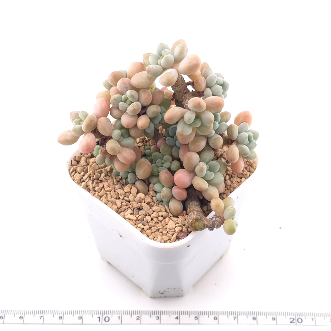 Graptosedum ‘Rococo’ | 洛可可 thumbnail 3