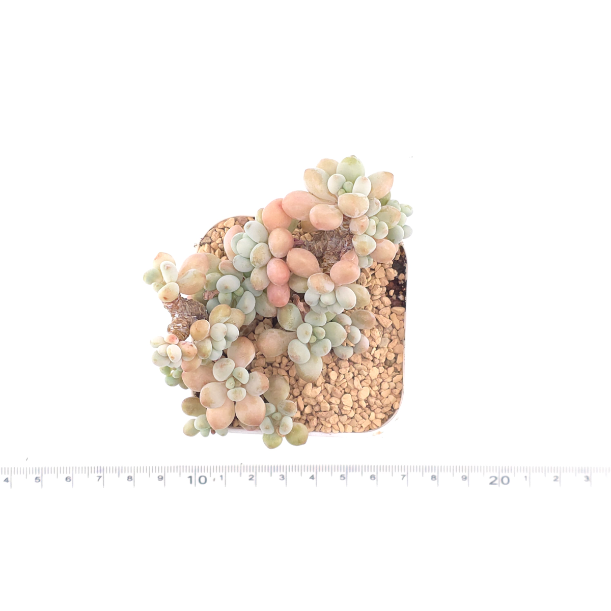 Graptosedum ‘Rococo’ | 洛可可 thumbnail 4