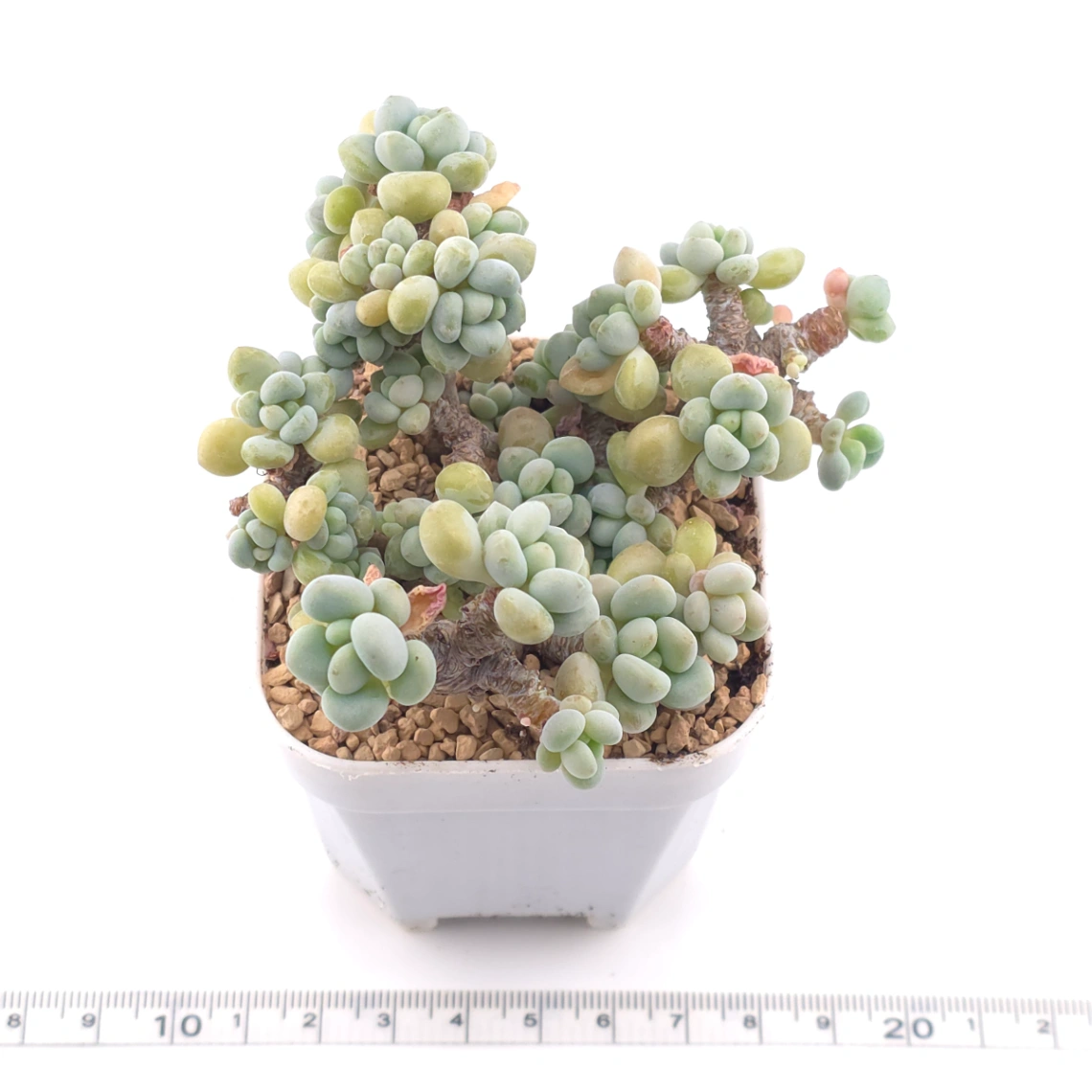 Graptosedum ‘Rococo’ | 洛可可 thumbnail 3