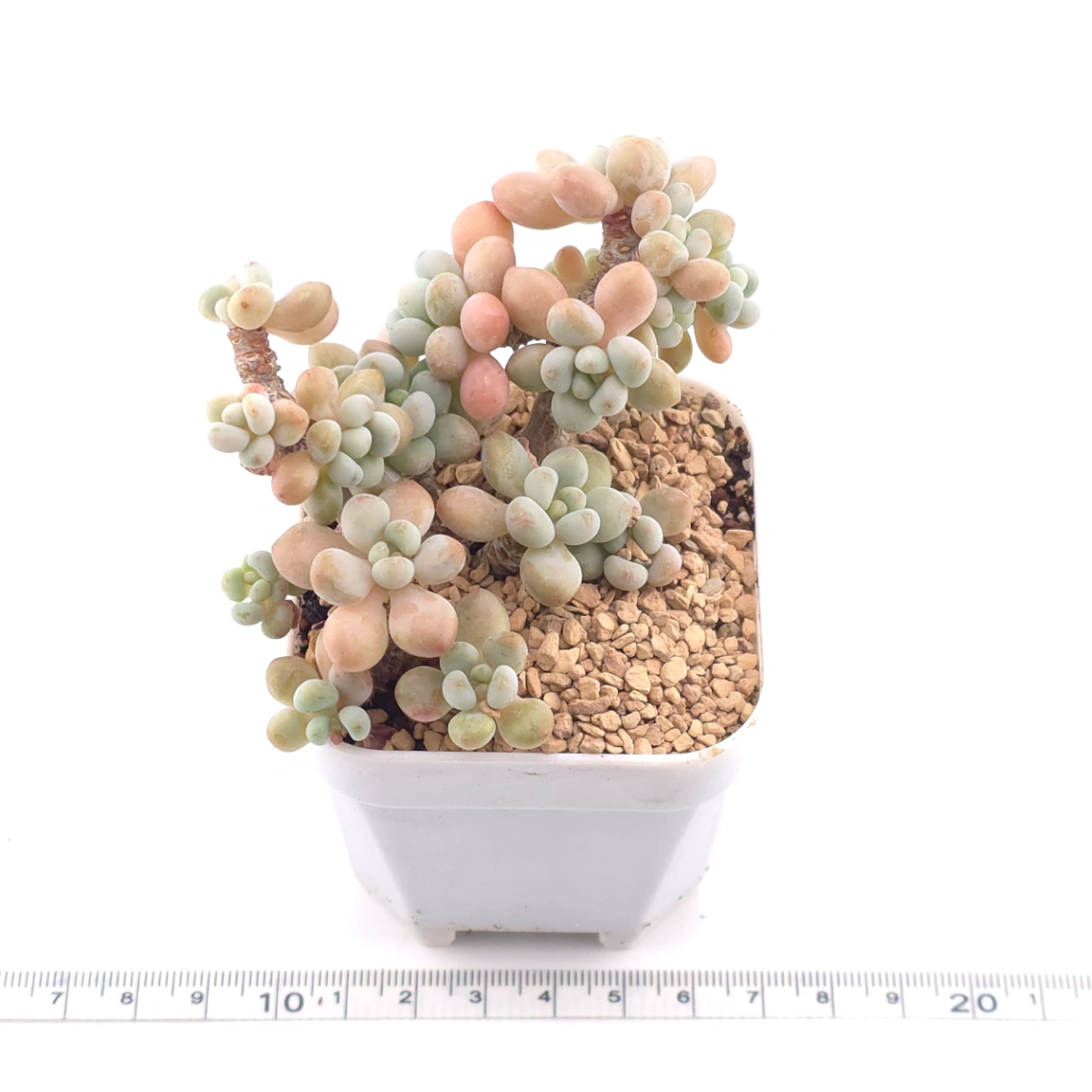 Graptosedum ‘Rococo’ | 洛可可 thumbnail 3