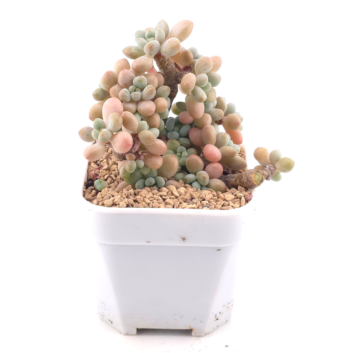 Graptosedum ‘Rococo’ | 洛可可 thumbnail 2
