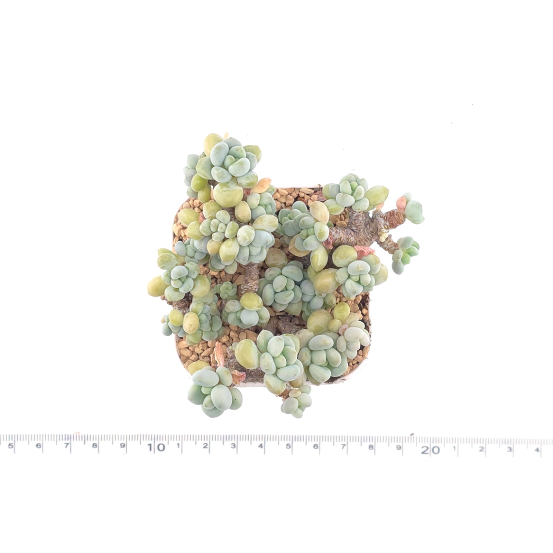 Graptosedum ‘Rococo’ | 洛可可 thumbnail 4