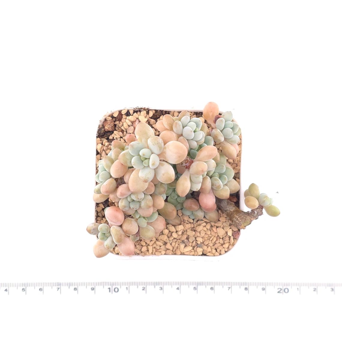 Graptosedum ‘Rococo’ | 洛可可 thumbnail 4