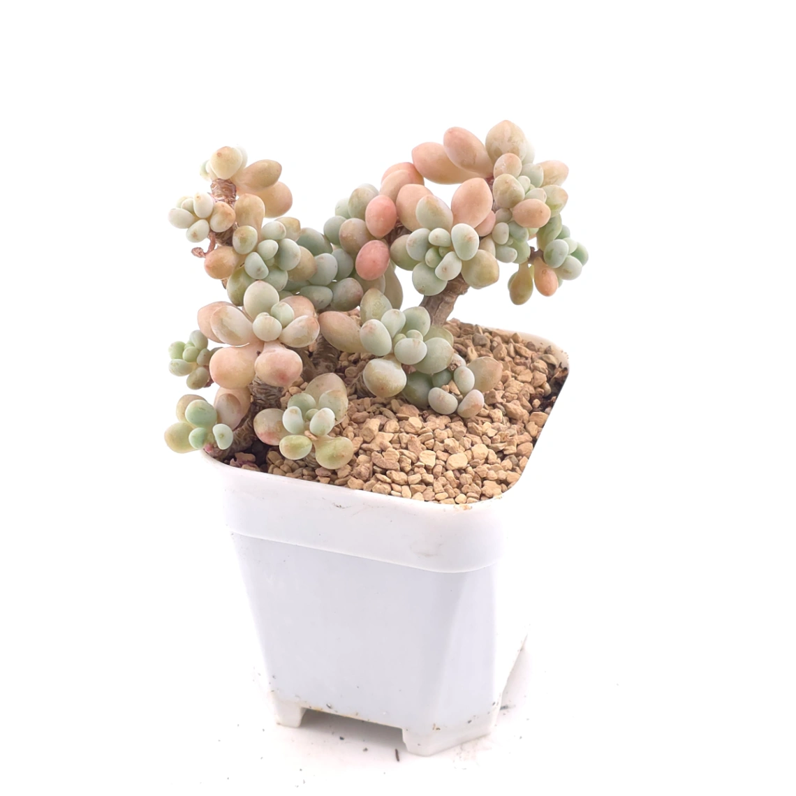 Graptosedum ‘Rococo’ | 洛可可 thumbnail 2