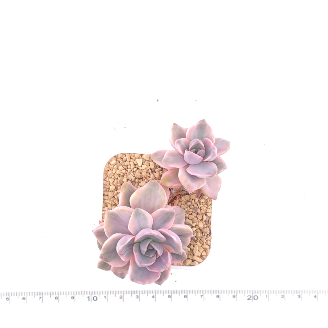 Graptoveria ‘Mrs Richard’ variegated | 彩虹糖錦 thumbnail 4