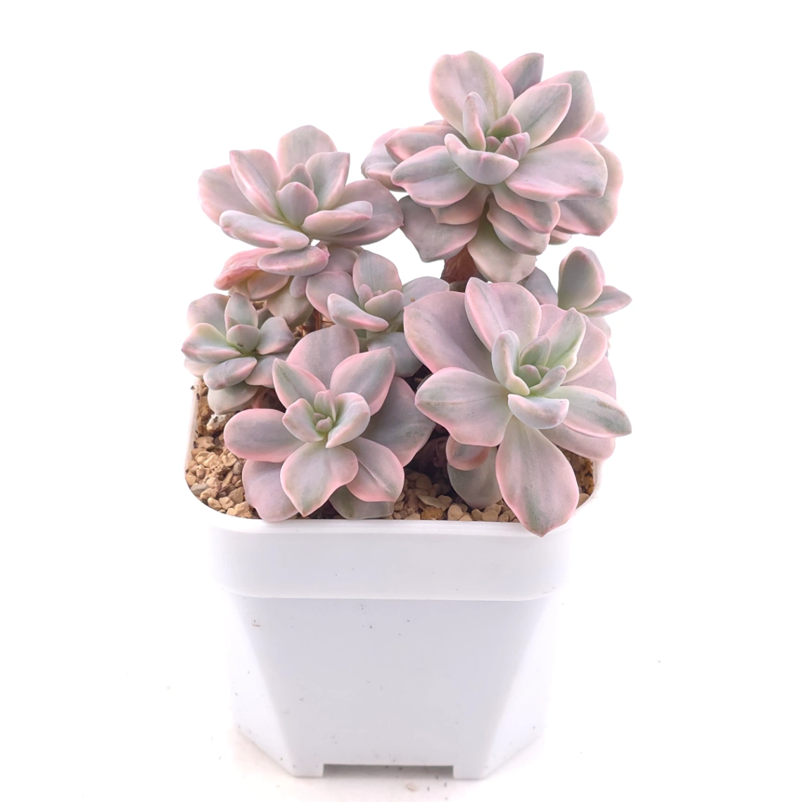 Graptoveria ‘Mrs Richard’ variegated | 彩虹糖錦 thumbnail 2