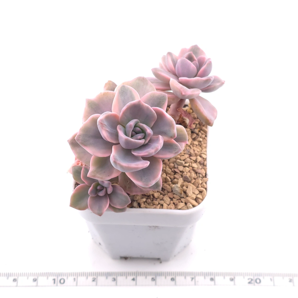 Graptoveria ‘Mrs Richard’ variegated | 彩虹糖錦 thumbnail 3