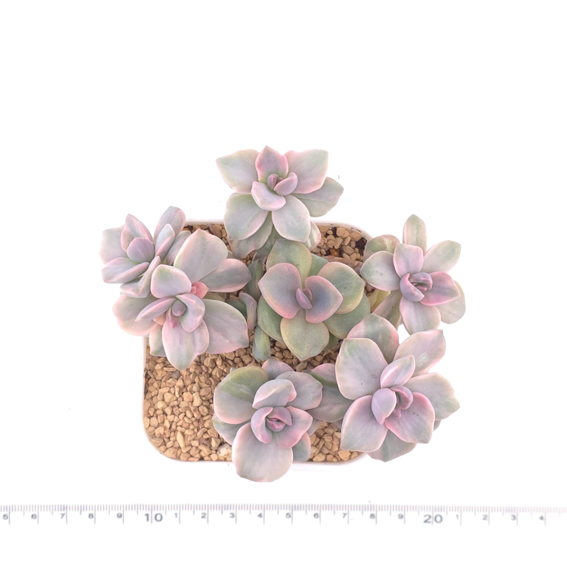 Graptoveria ‘Mrs Richard’ variegated | 彩虹糖錦 thumbnail 4
