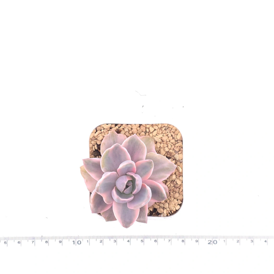 Graptoveria ‘Mrs Richard’ variegated | 彩虹糖錦 thumbnail 4