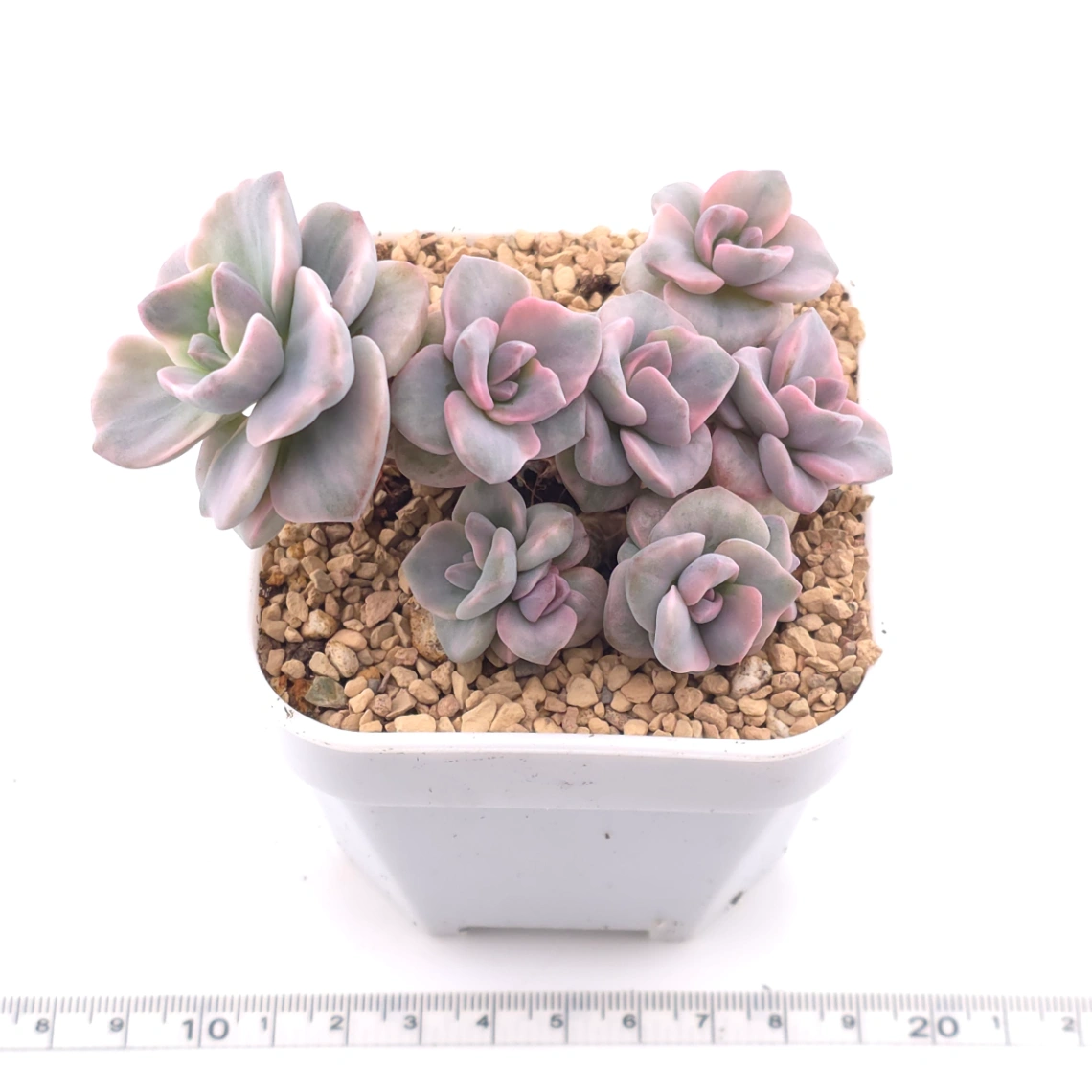 Graptoveria ‘Mrs Richard’ variegated | 彩虹糖錦 thumbnail 3
