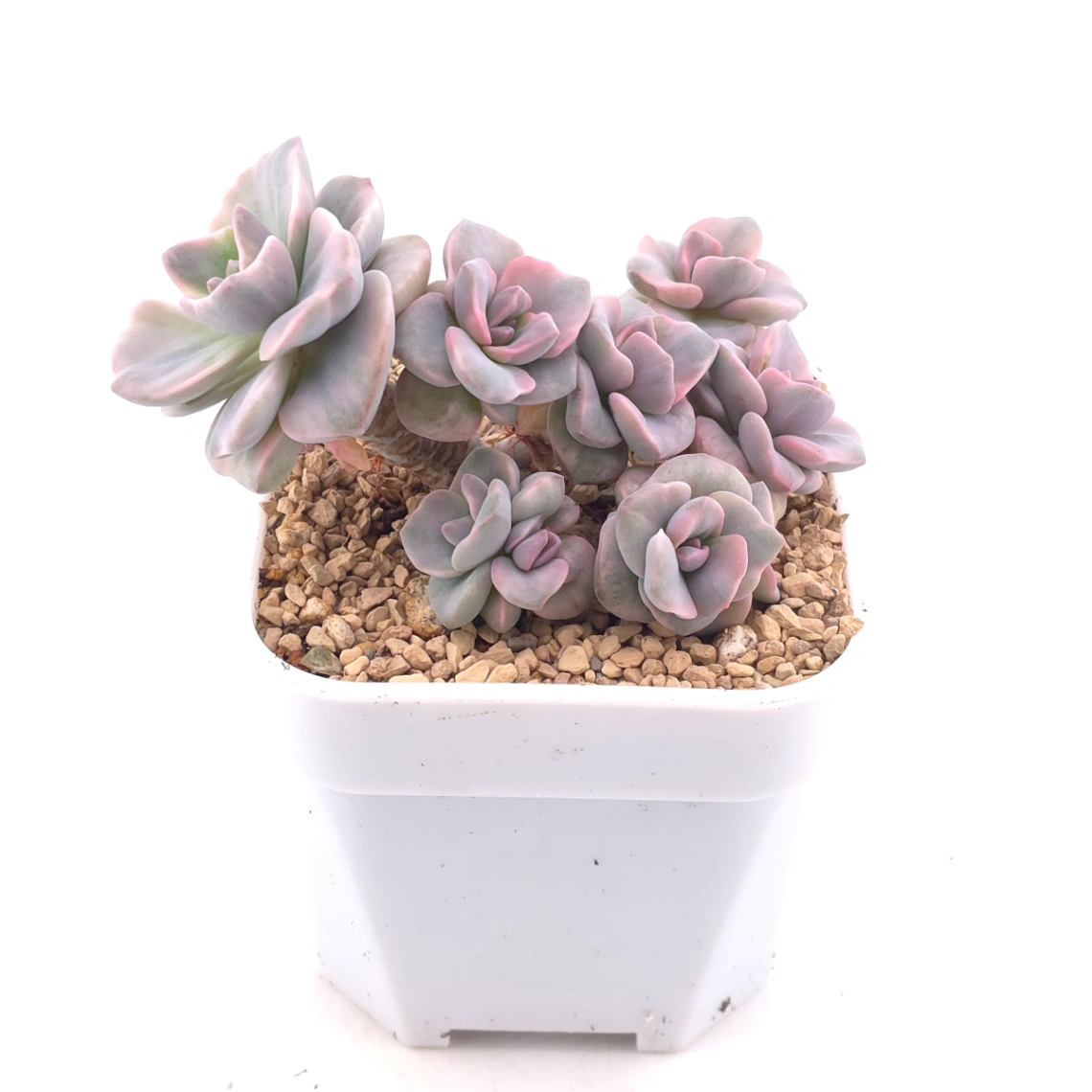 Graptoveria ‘Mrs Richard’ variegated | 彩虹糖錦 thumbnail 2