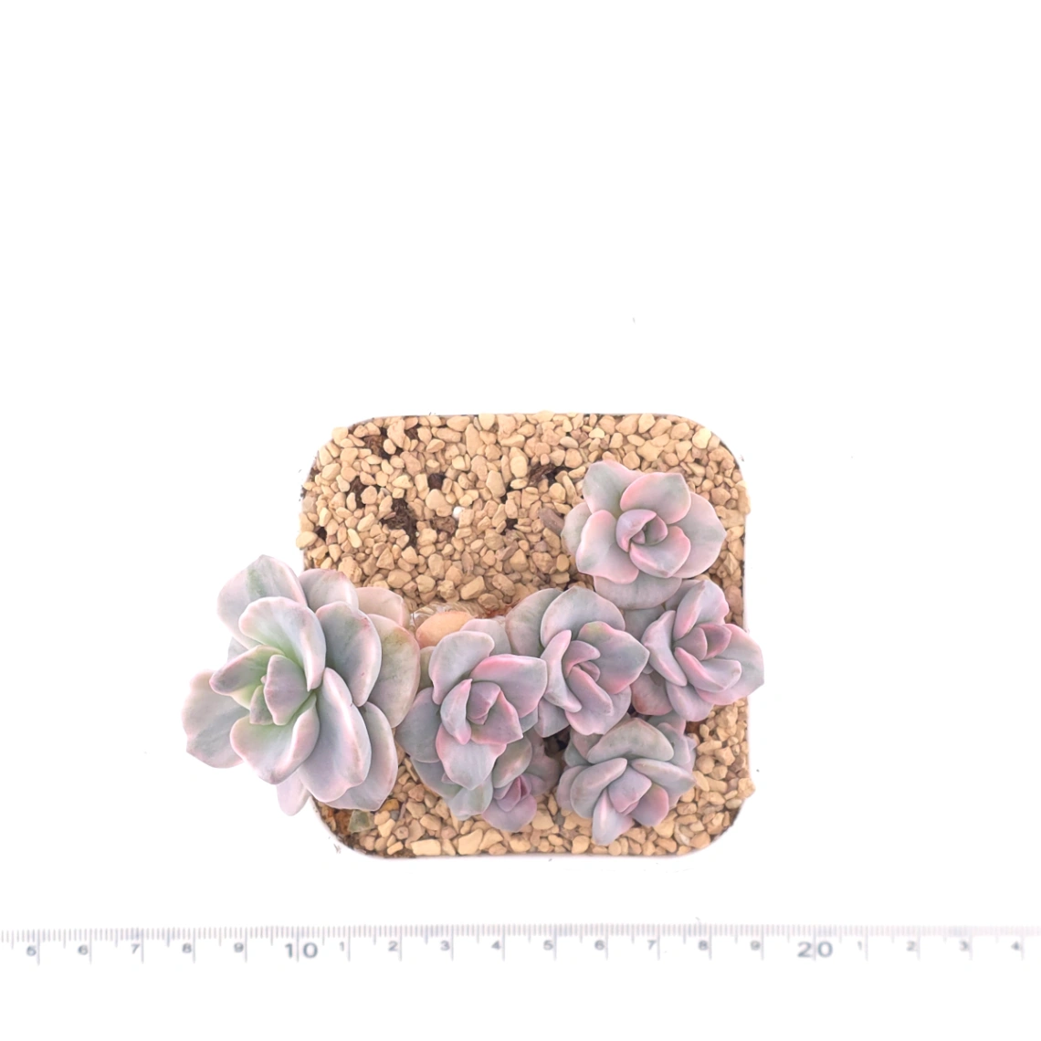 Graptoveria ‘Mrs Richard’ variegated | 彩虹糖錦 thumbnail 4