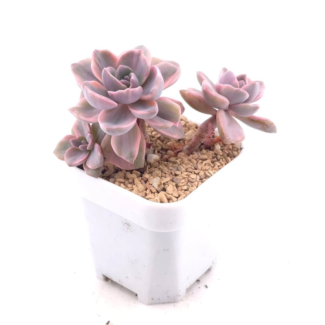 Graptoveria ‘Mrs Richard’ variegated | 彩虹糖錦 thumbnail 2