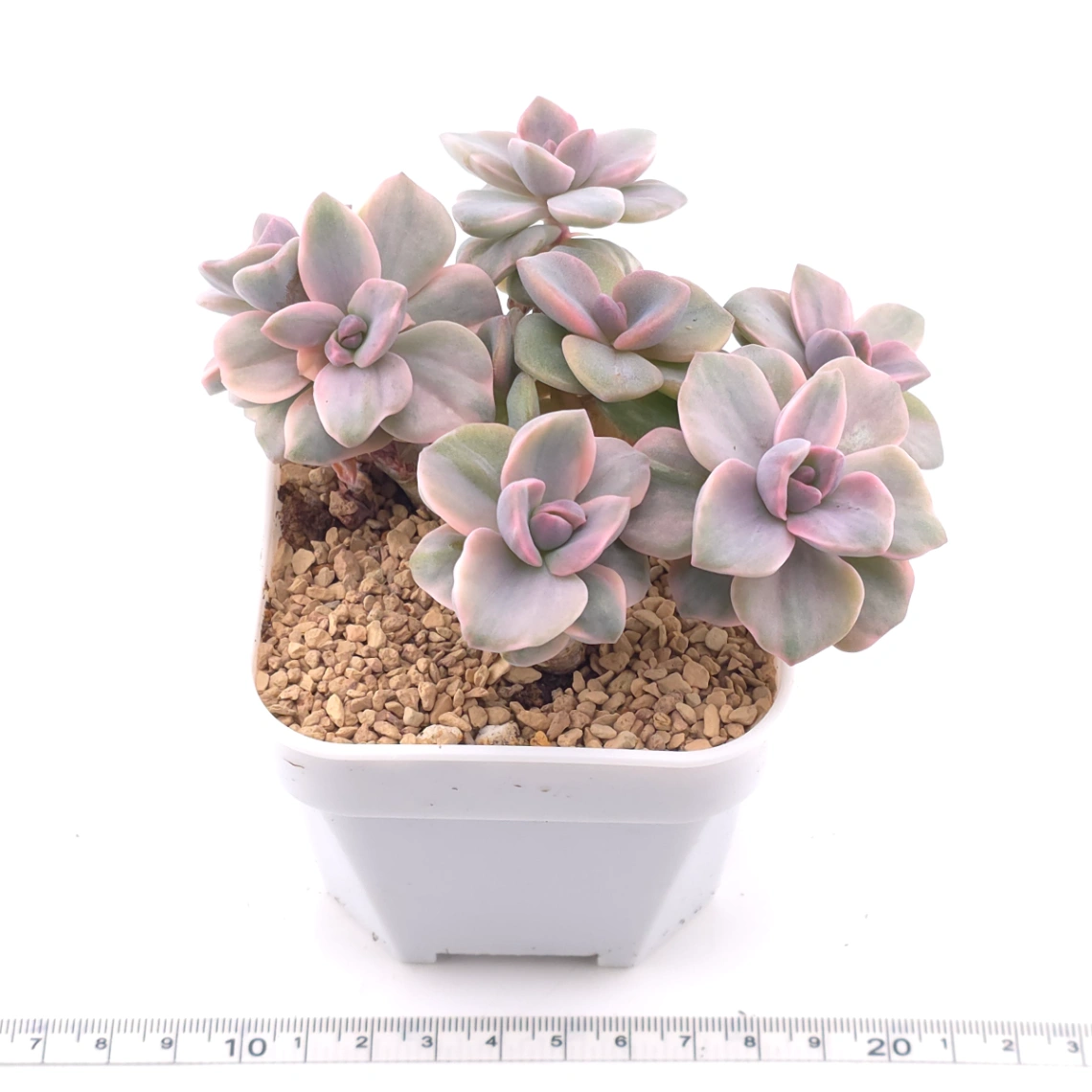 Graptoveria ‘Mrs Richard’ variegated | 彩虹糖錦 thumbnail 3