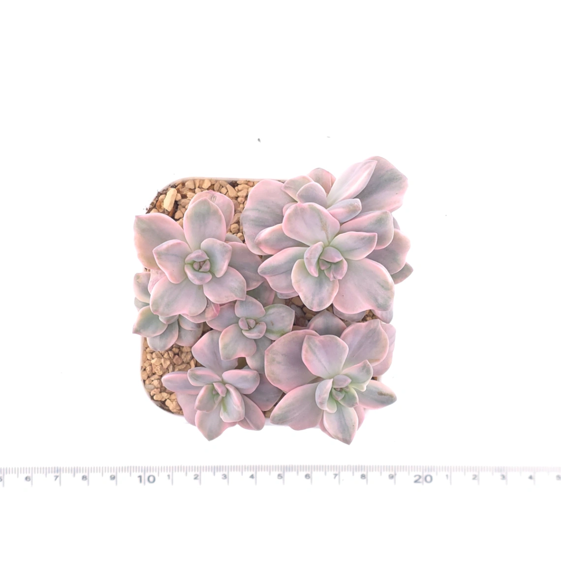 Graptoveria ‘Mrs Richard’ variegated | 彩虹糖錦 thumbnail 4