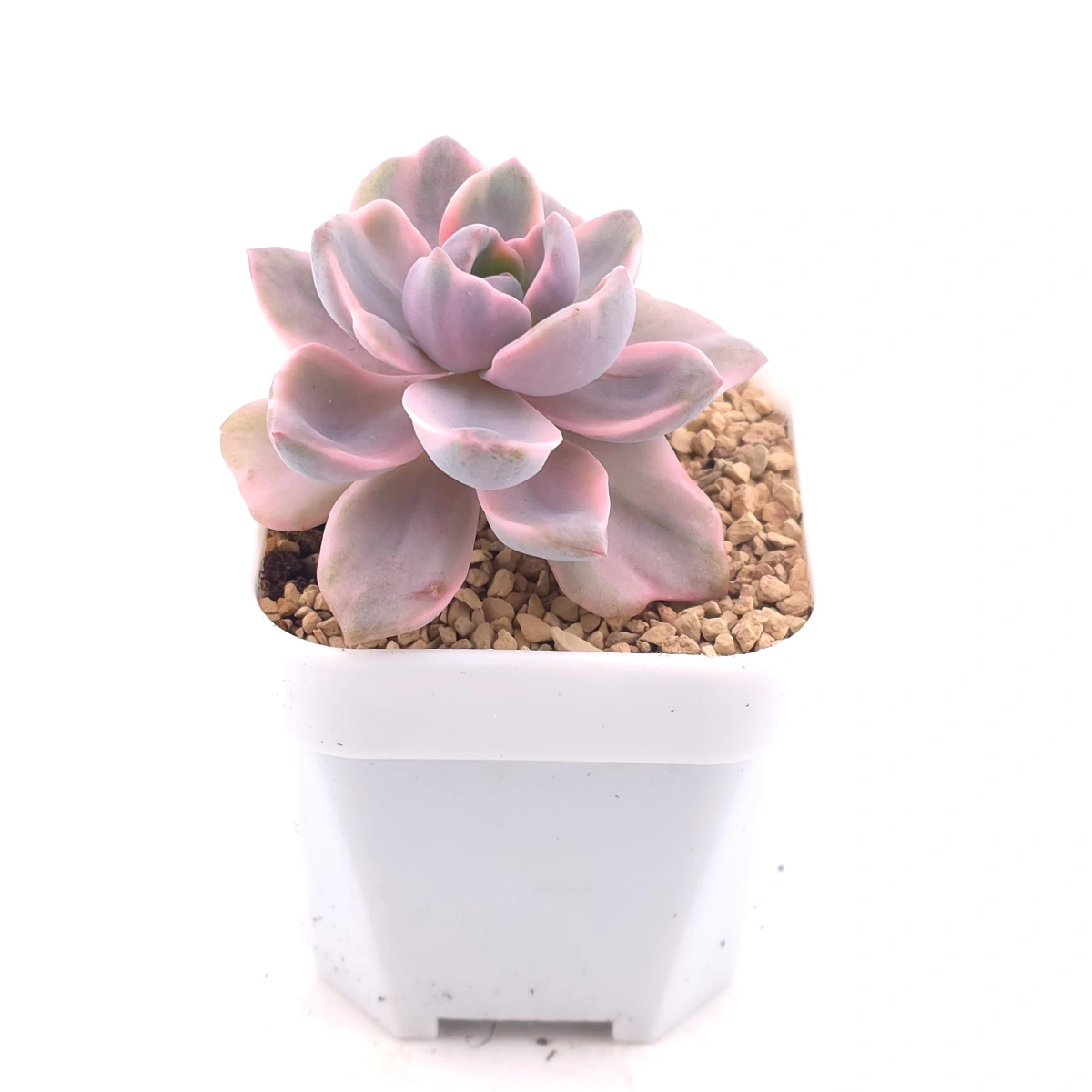 Graptoveria ‘Mrs Richard’ variegated | 彩虹糖錦 thumbnail 2