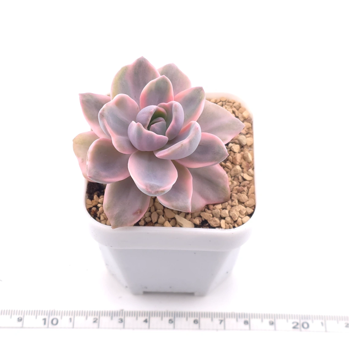 Graptoveria ‘Mrs Richard’ variegated | 彩虹糖錦 thumbnail 3