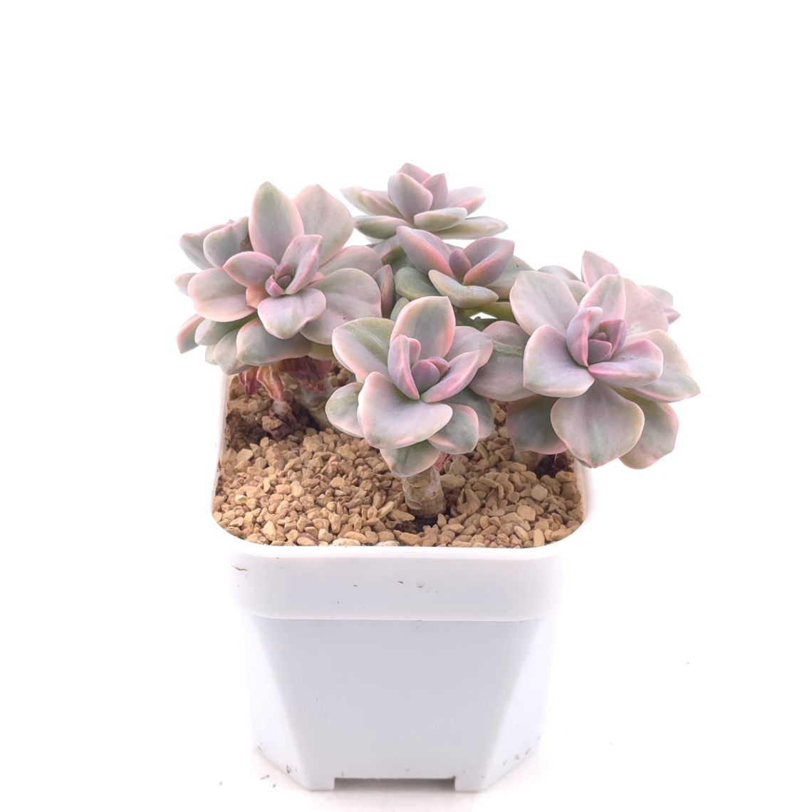 Graptoveria ‘Mrs Richard’ variegated | 彩虹糖錦 thumbnail 2