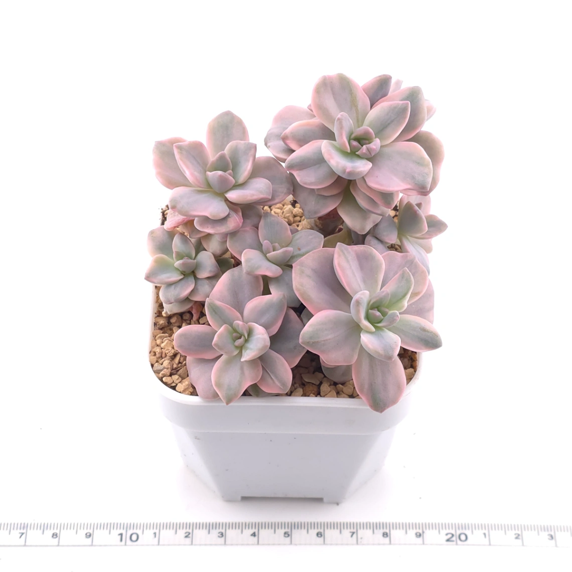 Graptoveria ‘Mrs Richard’ variegated | 彩虹糖錦 thumbnail 3