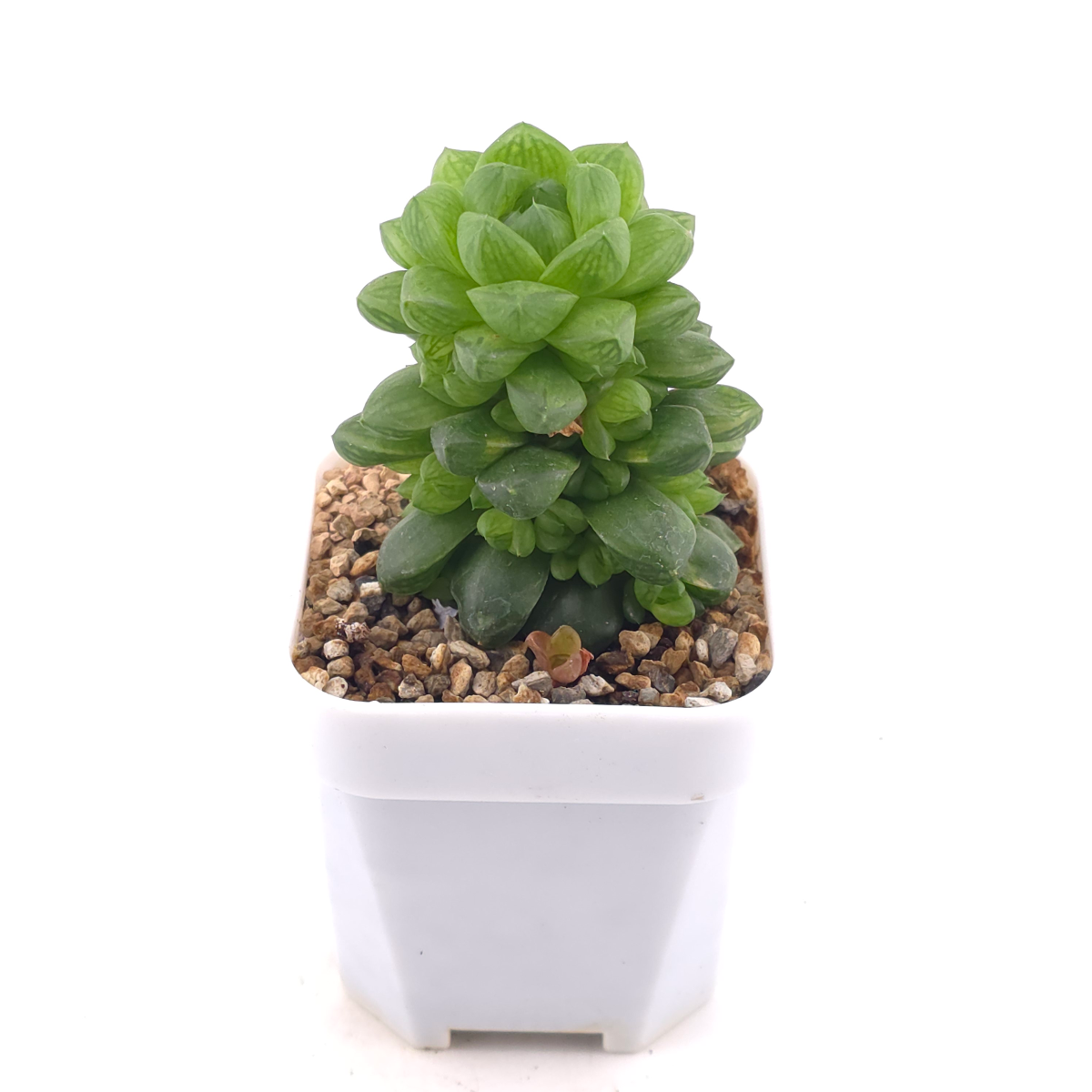 Haworthia cymbiformis | 草玉露 thumbnail 2