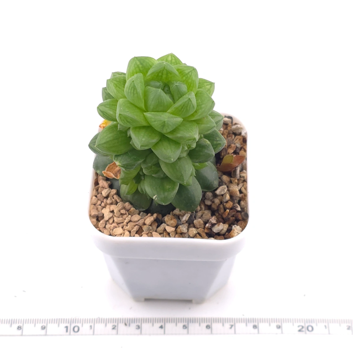 Haworthia cymbiformis | 草玉露 thumbnail 3
