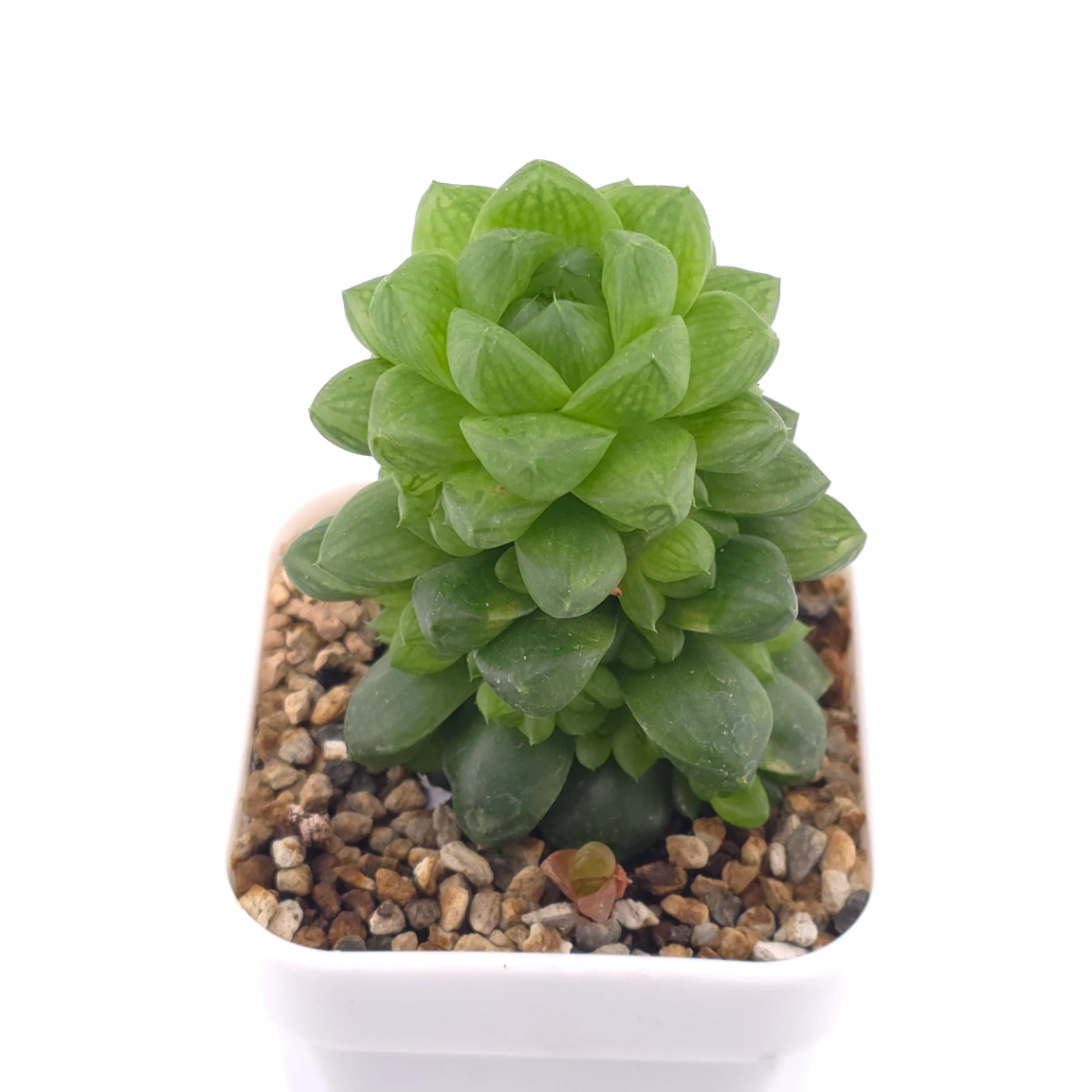 Haworthia cymbiformis | 草玉露 - View 1