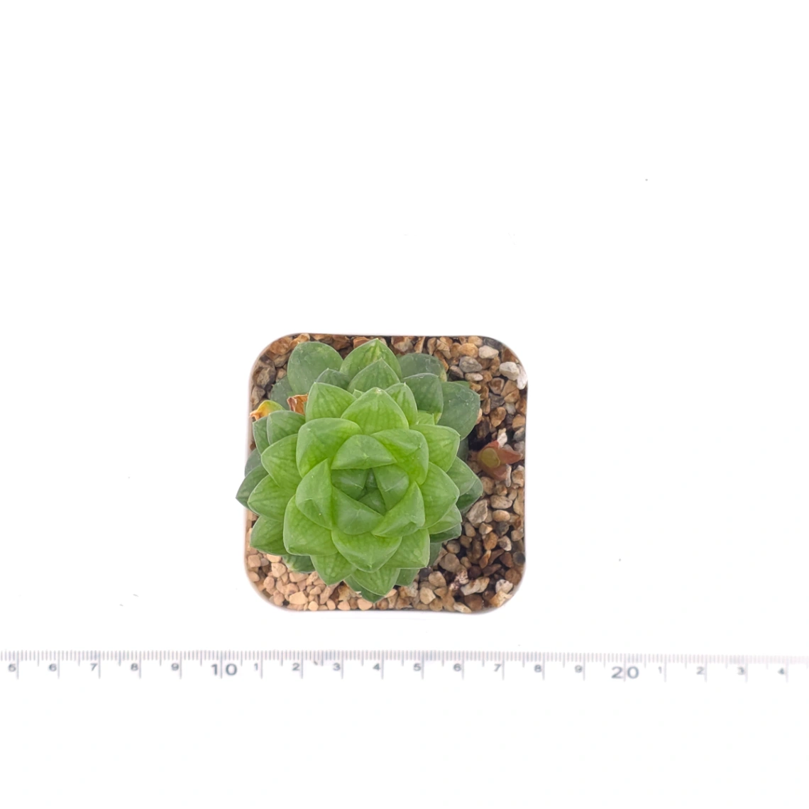 Haworthia cymbiformis | 草玉露 thumbnail 4