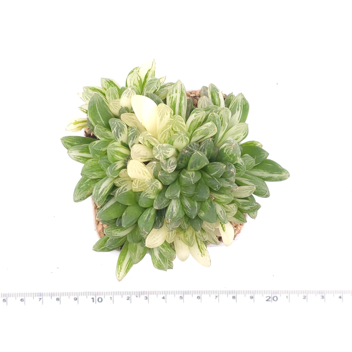 Haworthia Hanabi Variegated | 花火玉露錦 thumbnail 4