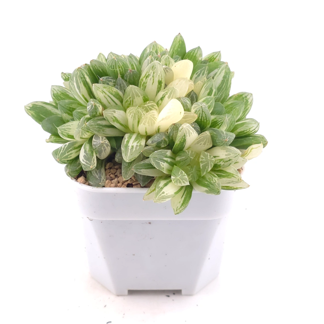 Haworthia Hanabi Variegated | 花火玉露錦 thumbnail 2