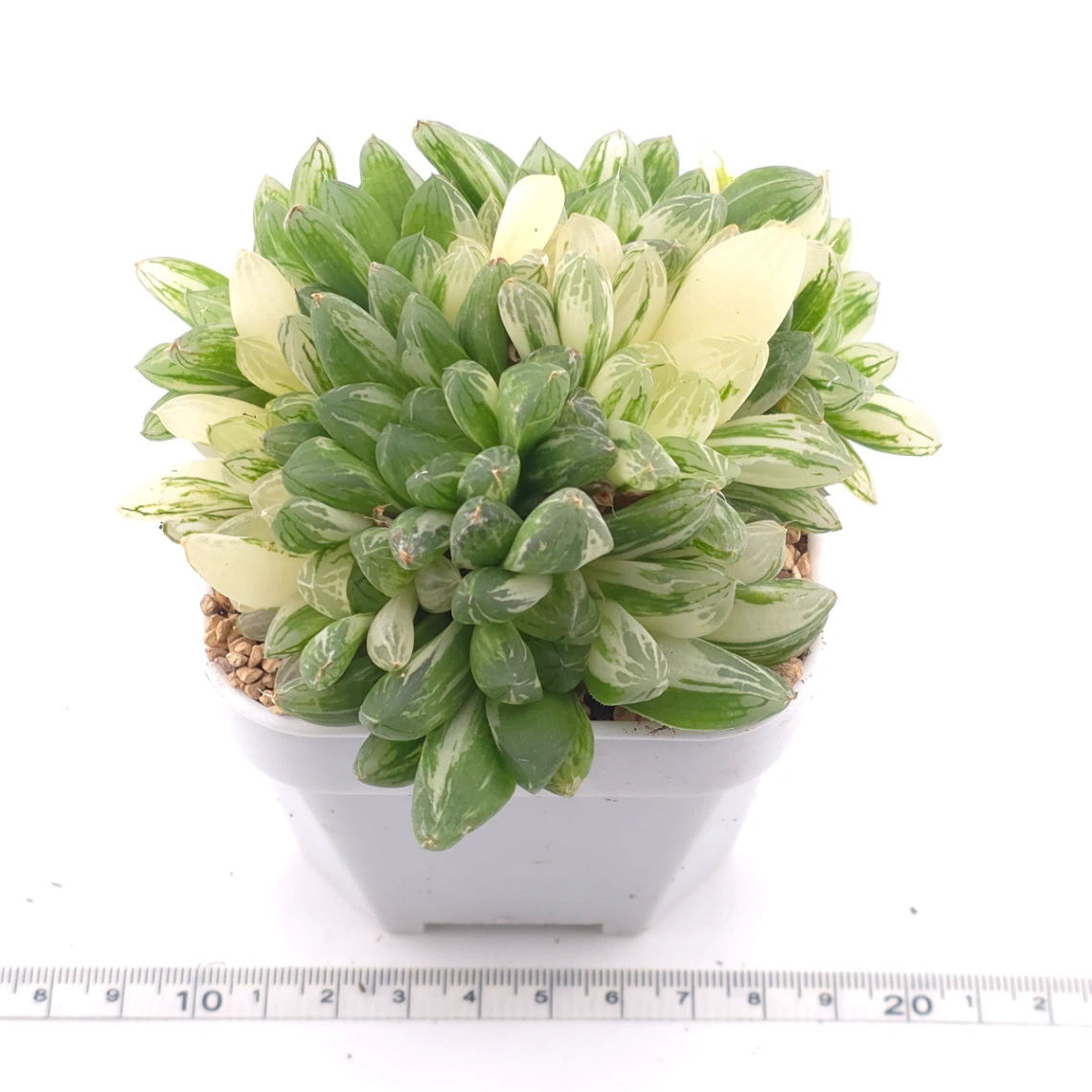 Haworthia Hanabi Variegated | 花火玉露錦 thumbnail 3