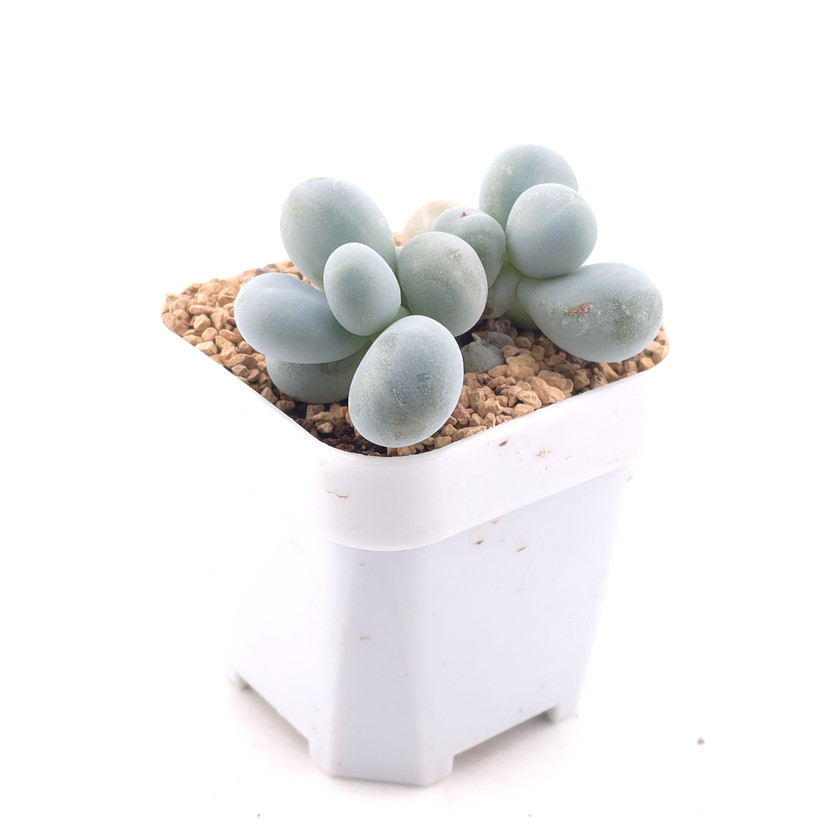 Pachyphytum ‘Cheese’ | 奶酪 thumbnail 2