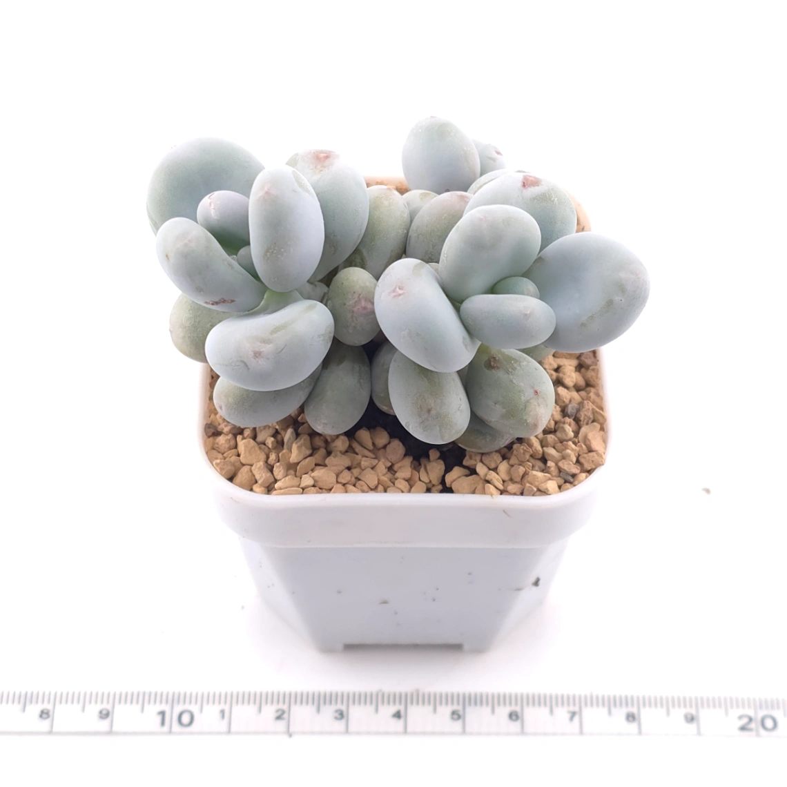 Pachyphytum ‘Cheese’ | 奶酪 thumbnail 3