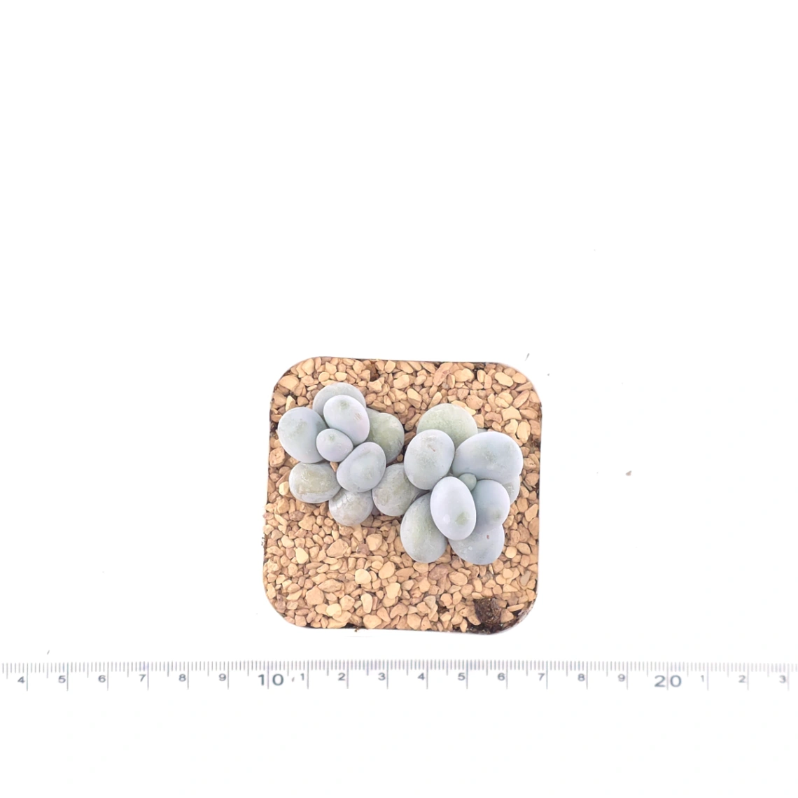 Pachyphytum ‘Cheese’ | 奶酪 thumbnail 4