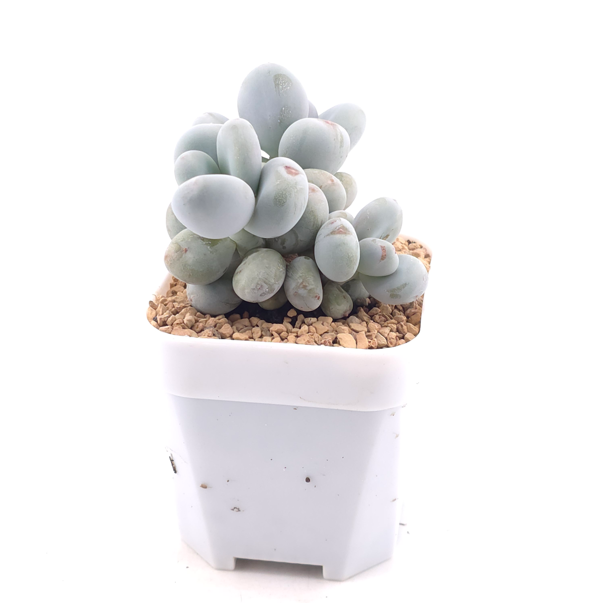Pachyphytum ‘Cheese’ | 奶酪 thumbnail 2