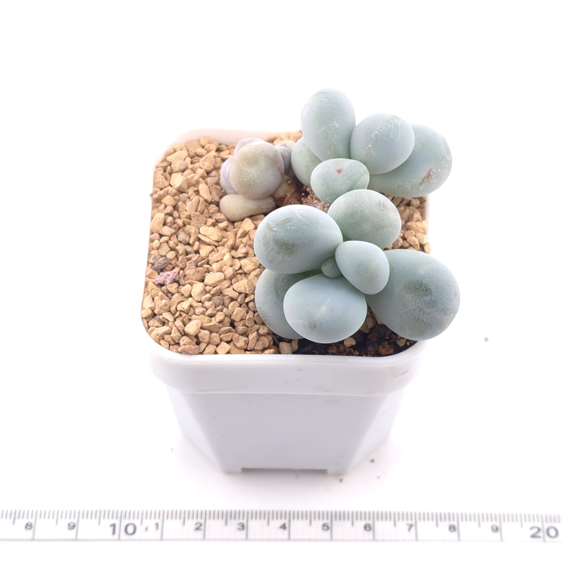 Pachyphytum ‘Cheese’ | 奶酪 thumbnail 3