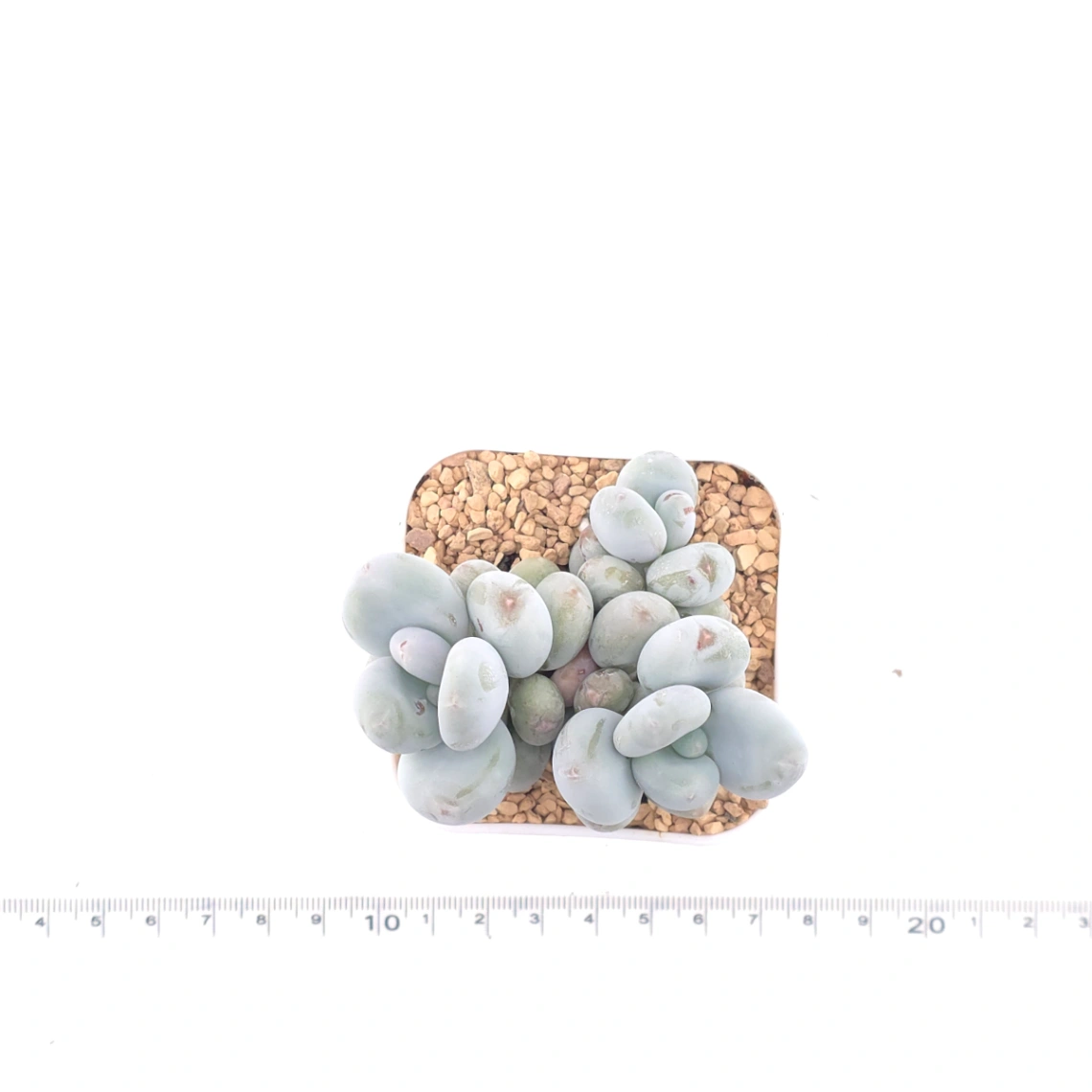 Pachyphytum ‘Cheese’ | 奶酪 thumbnail 4