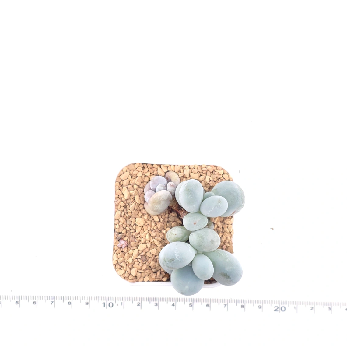 Pachyphytum ‘Cheese’ | 奶酪 thumbnail 4
