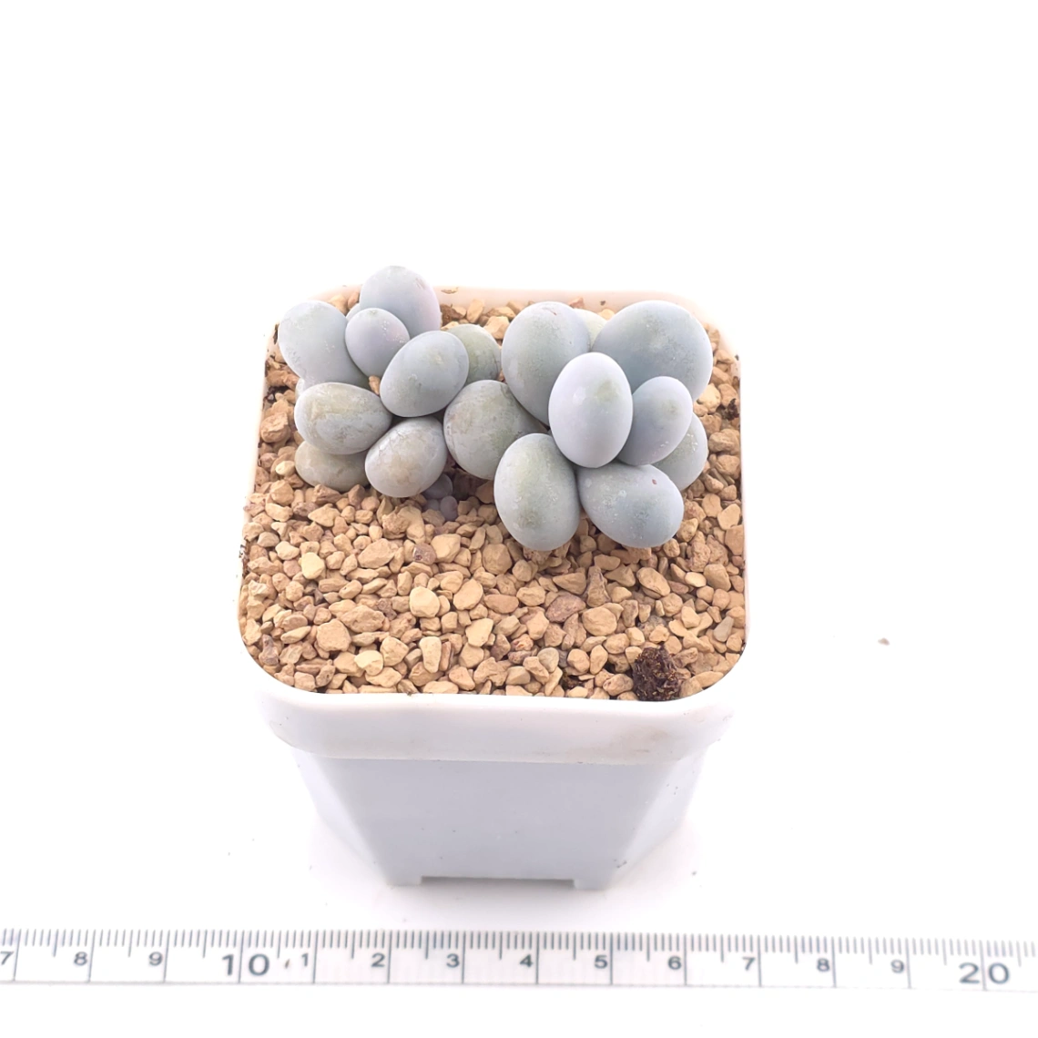 Pachyphytum ‘Cheese’ | 奶酪 thumbnail 3