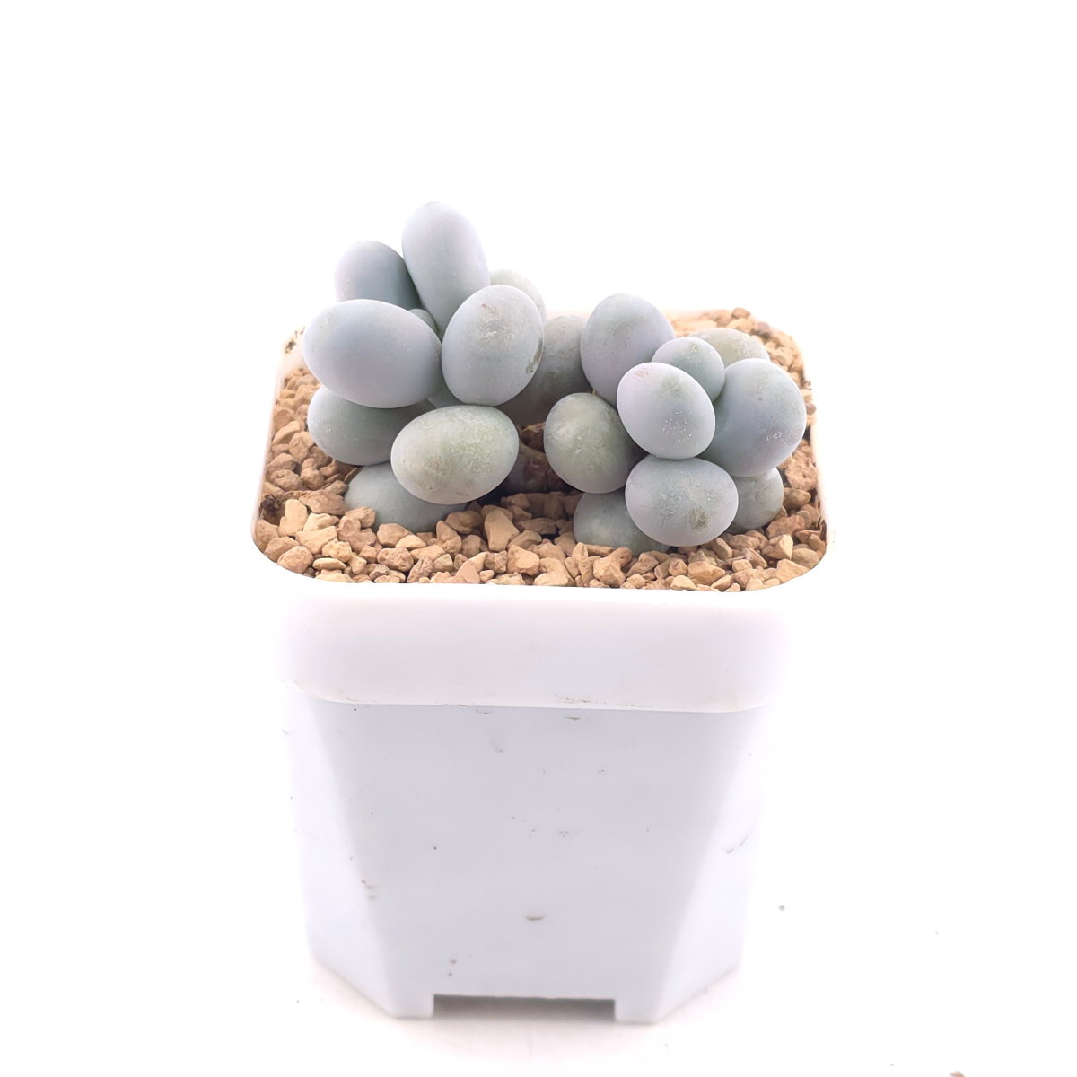 Pachyphytum ‘Cheese’ | 奶酪 thumbnail 2