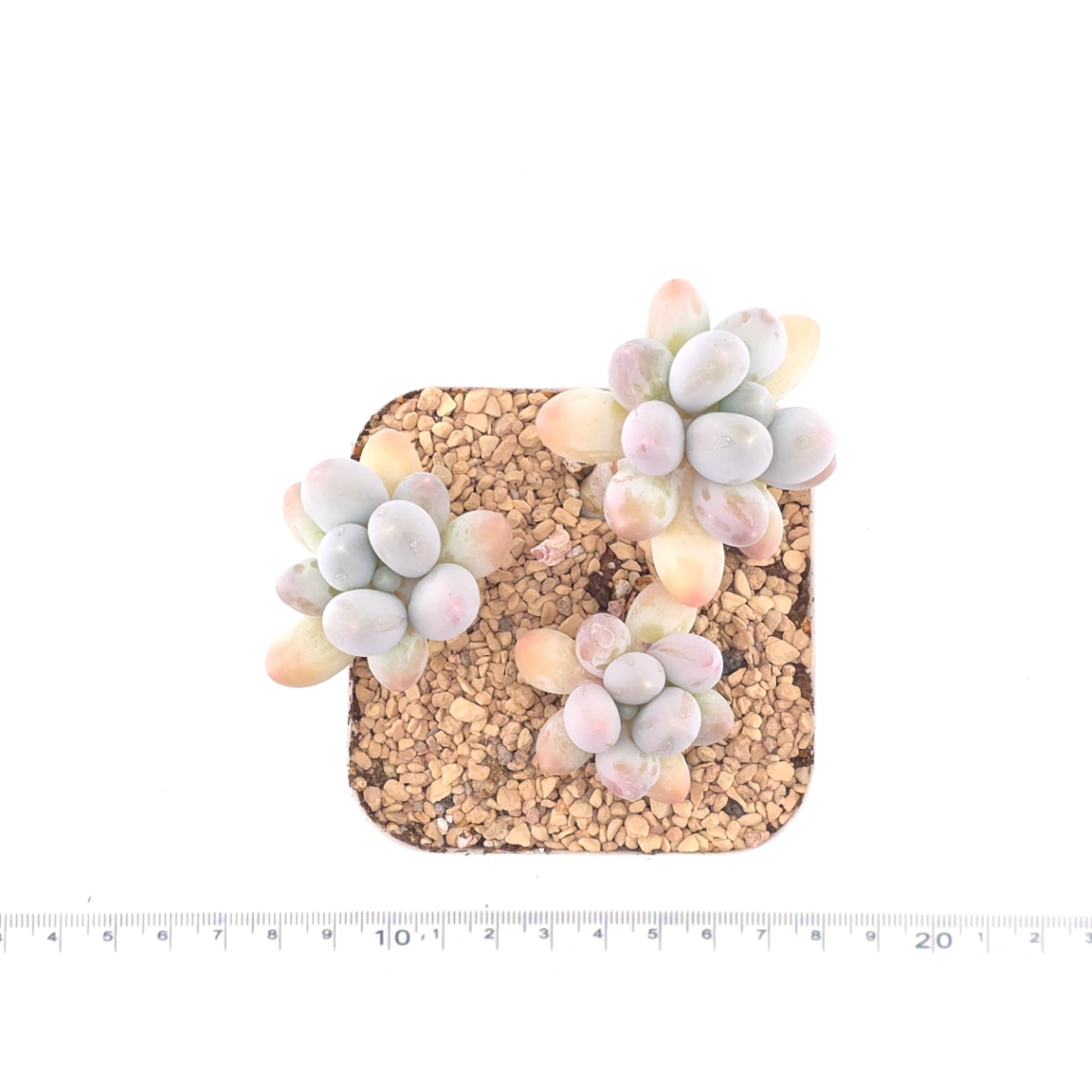 Pachyphytum 'Milk Beans' | 奶豆群 thumbnail 4