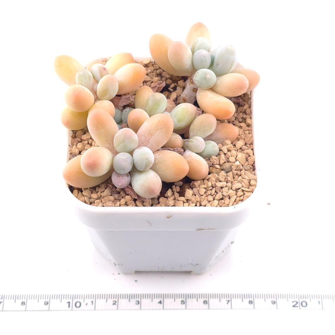 Pachyphytum 'Milk Beans' | 奶豆群 thumbnail 3