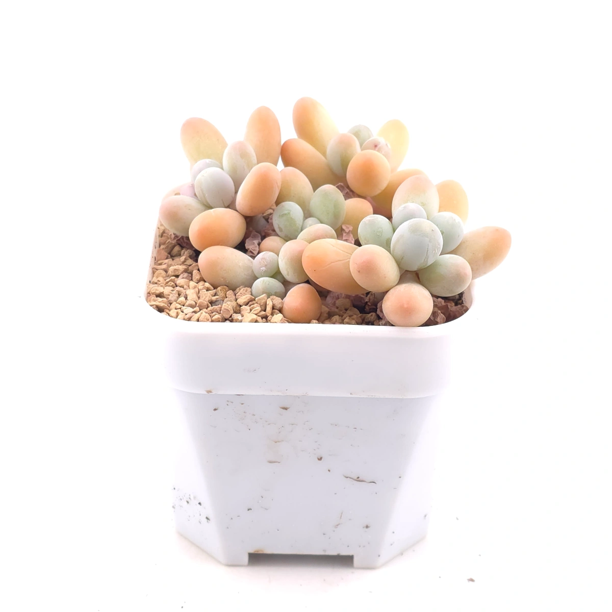 Pachyphytum 'Milk Beans' | 奶豆群 thumbnail 2