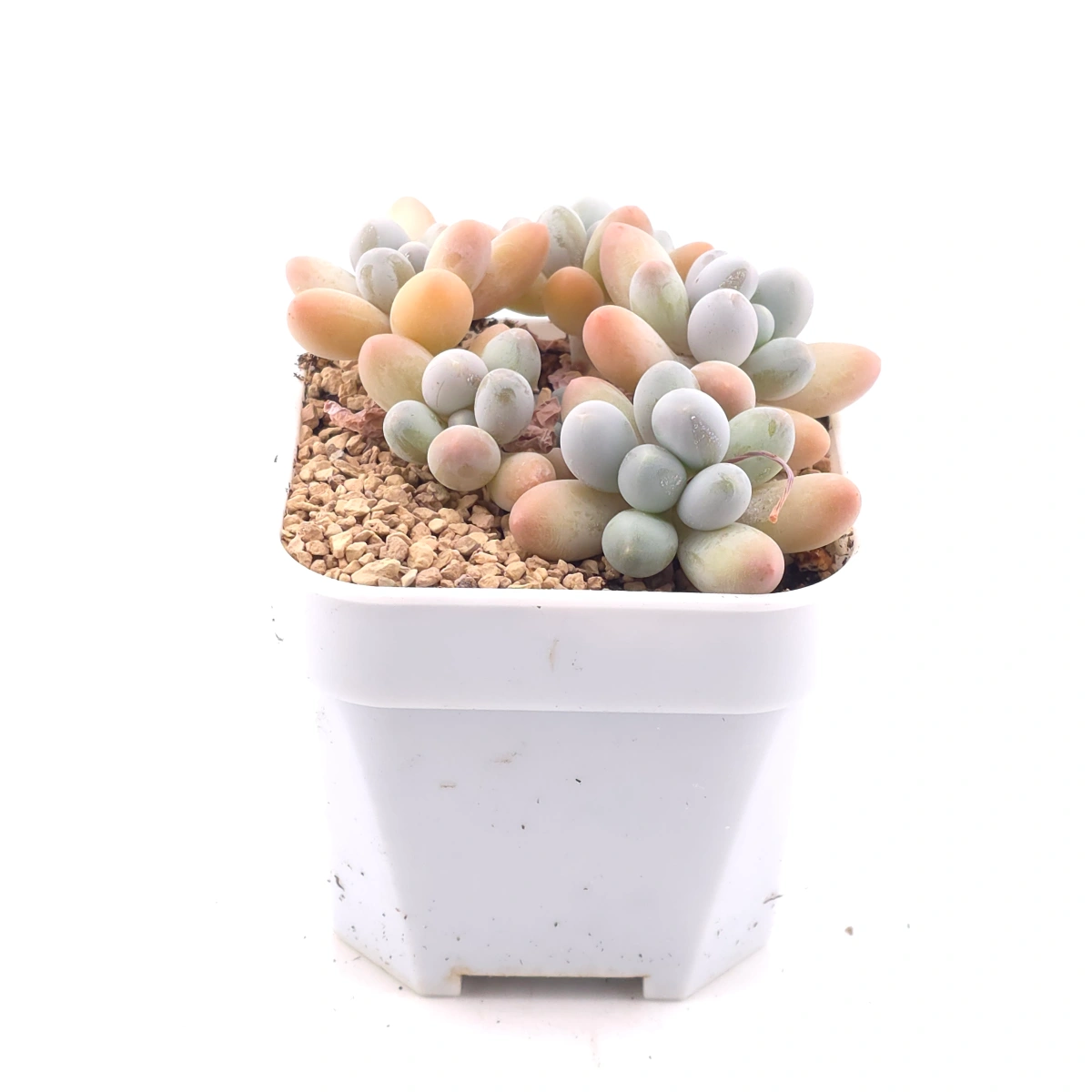 Pachyphytum 'Milk Beans' | 奶豆群 thumbnail 2