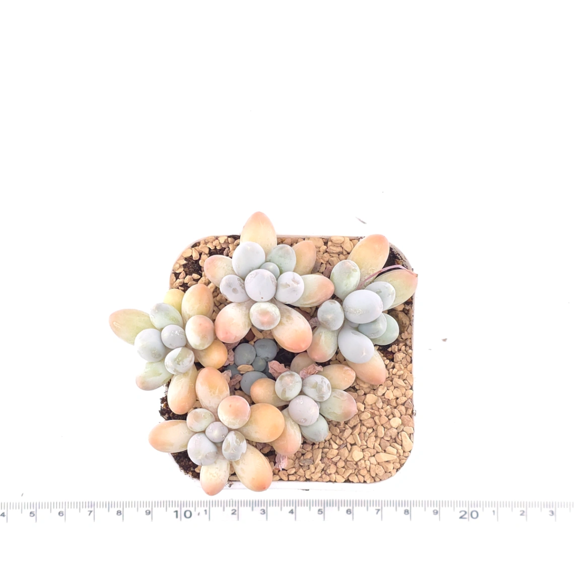 Pachyphytum 'Milk Beans' | 奶豆群 thumbnail 4