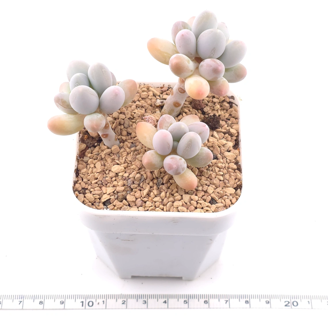 Pachyphytum 'Milk Beans' | 奶豆群 thumbnail 3