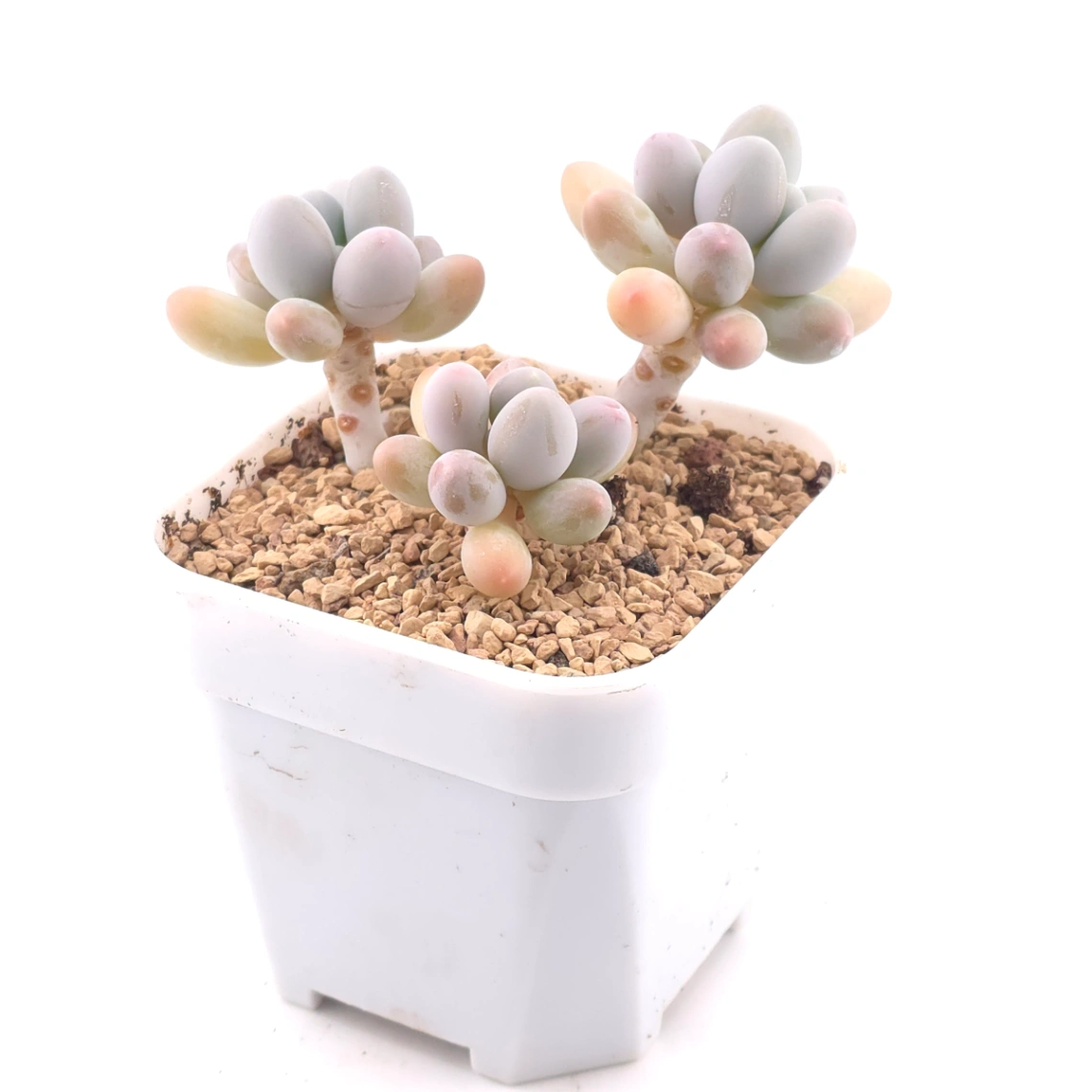 Pachyphytum 'Milk Beans' | 奶豆群 thumbnail 2